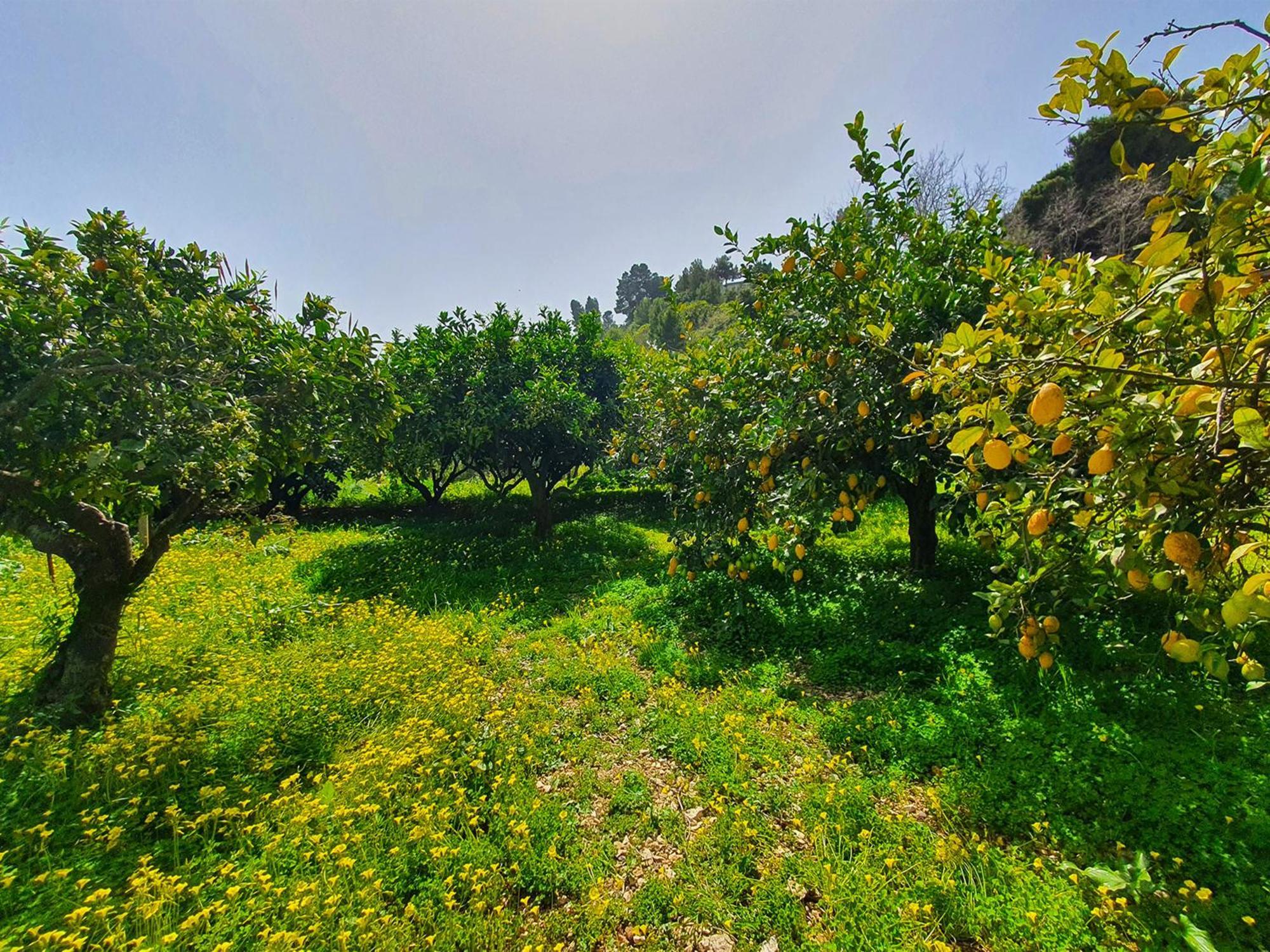 Villa Tommaso Maruggi Alcamo Esterno foto